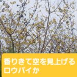 2024年1月大山崎町内のウォーキングです😌💓