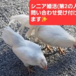 シニア婚活(第2の人生)の問い合わせを受付ています。電話一本で人生の選択肢が増えます✨️