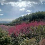 3月写経の正法寺では梅の花が咲き、部屋ではアートギャラリーが開催されて華やかでした🌸✨️🌸