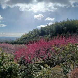 3月写経の正法寺では梅の花が咲き、部屋ではアートギャラリーが開催されて華やかでした🌸✨️🌸