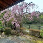 写経🌸と大原野神社参拝⛩️🙏