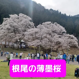 🌸🌸🌸桜を愛でる旅