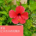 7月のウォーキング俳句です🏝