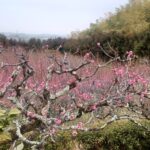 3月写経in正法寺、梅林の咲き具合は✨️