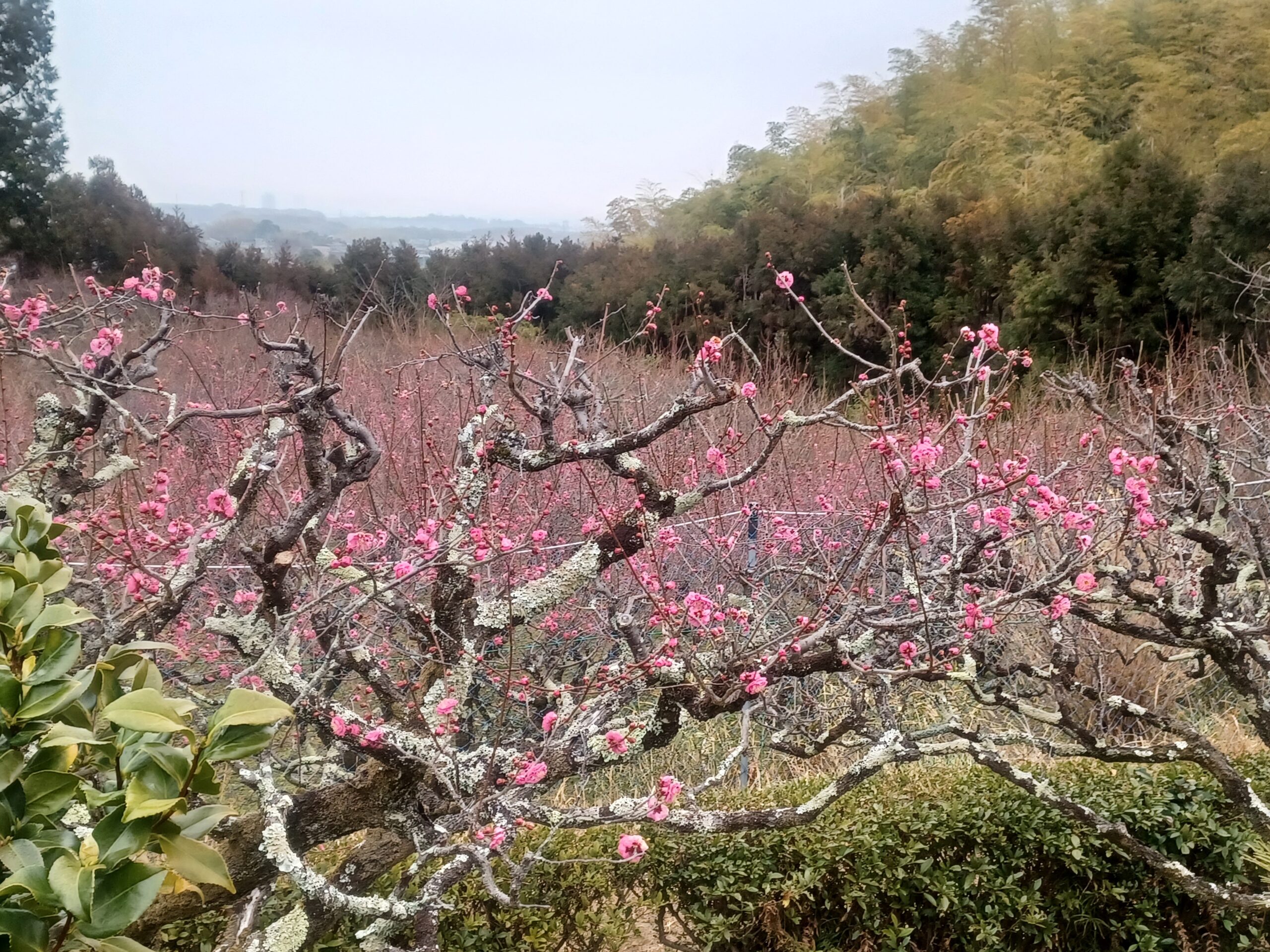 3月写経in正法寺、梅林の咲き具合は✨️