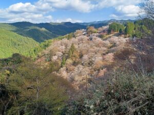 桜🌸🌸🌸の名所を巡る大人の遠足