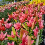 梅雨空の遠足は花々に元気を頂きました❗