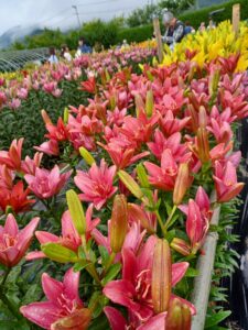 梅雨空の遠足は花々に元気を頂きました❗