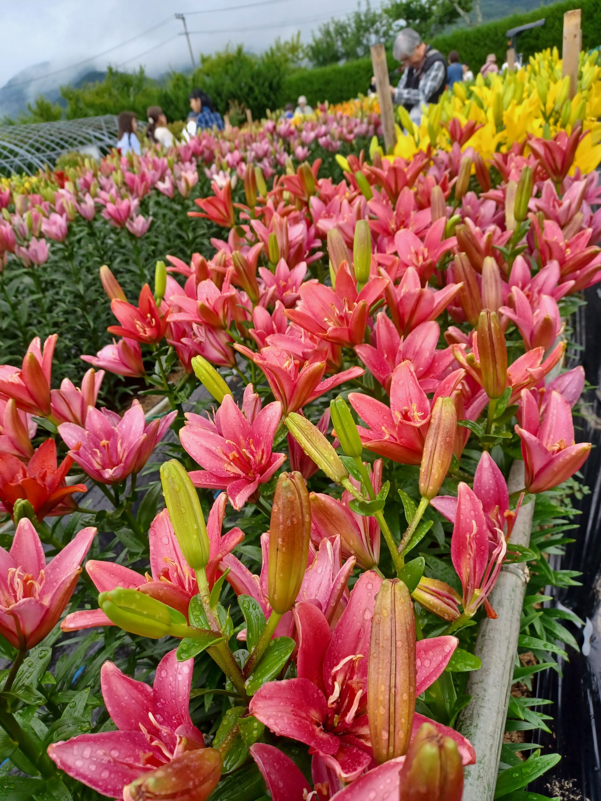 梅雨空の遠足は花々に元気を頂きました❗