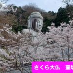 奈良大和路の桜の競演です🌸🌸