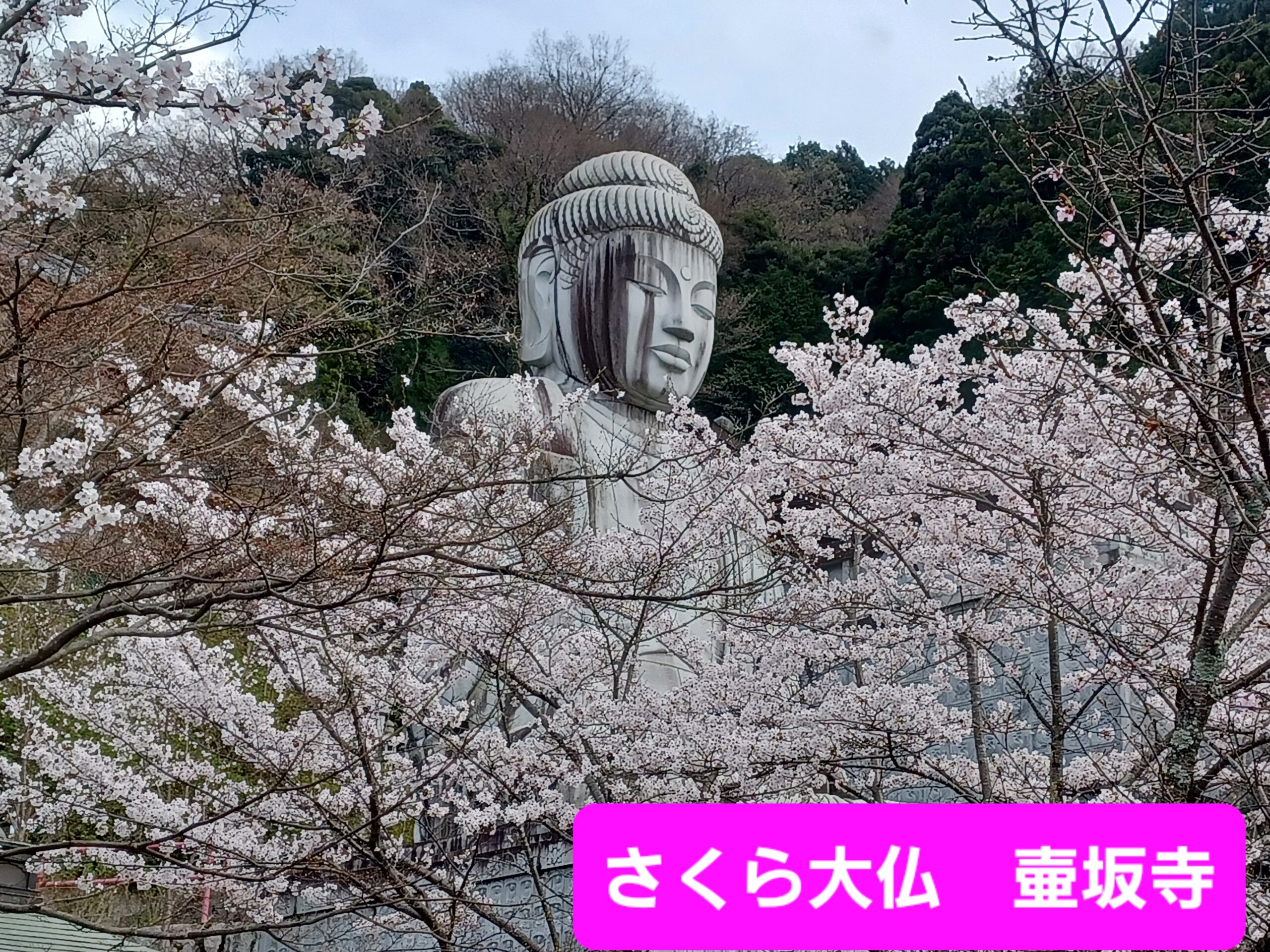 奈良大和路の桜の競演です🌸🌸