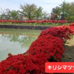 長岡天満宮のキリシマツツジは満開です♥️