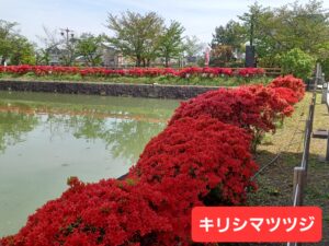 長岡天満宮のキリシマツツジは満開です♥️