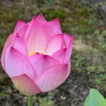 7月の写経in正法寺🙏