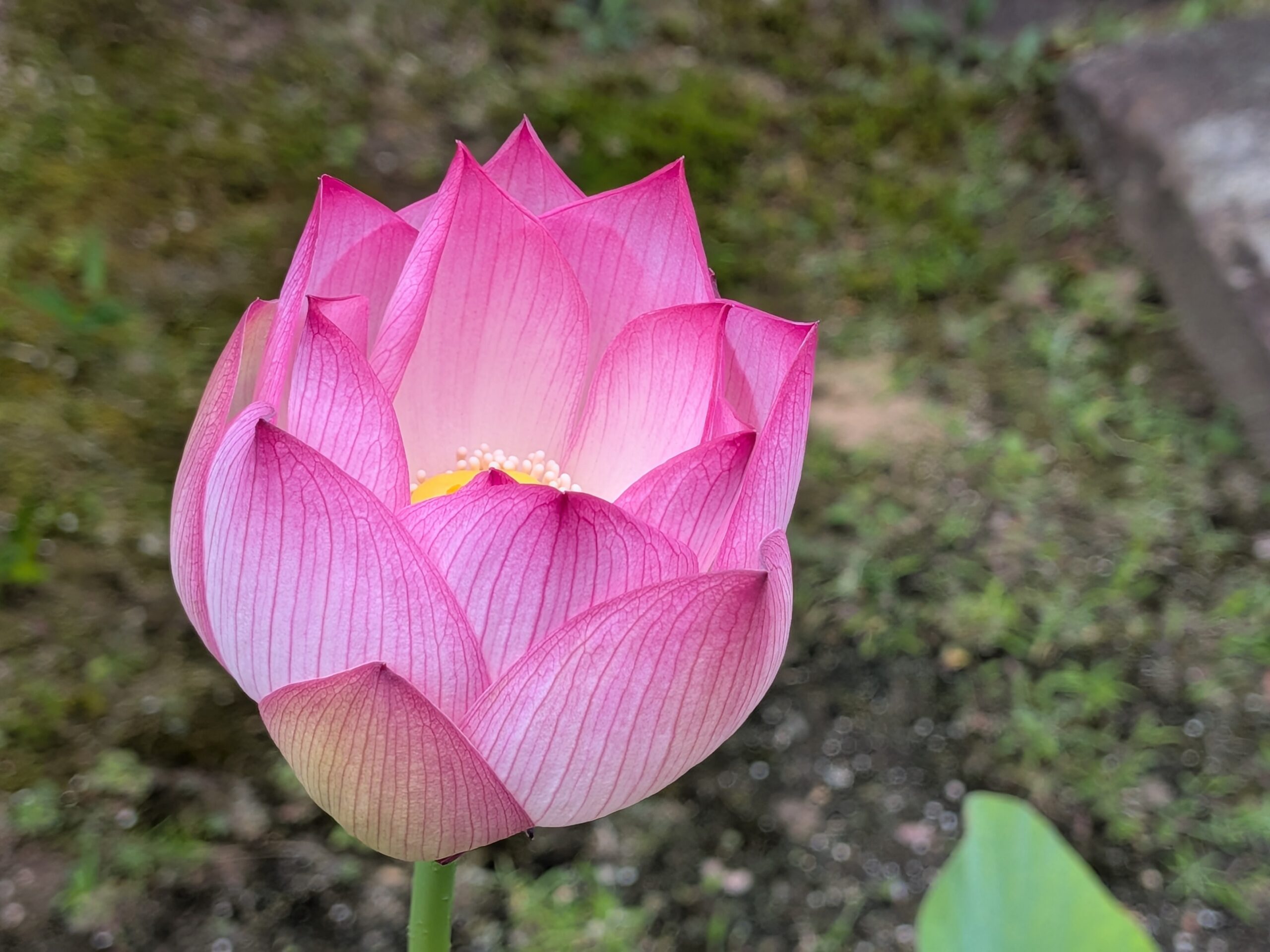 7月の写経in正法寺🙏